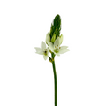 Star of Bethlehem White (10 Stems)