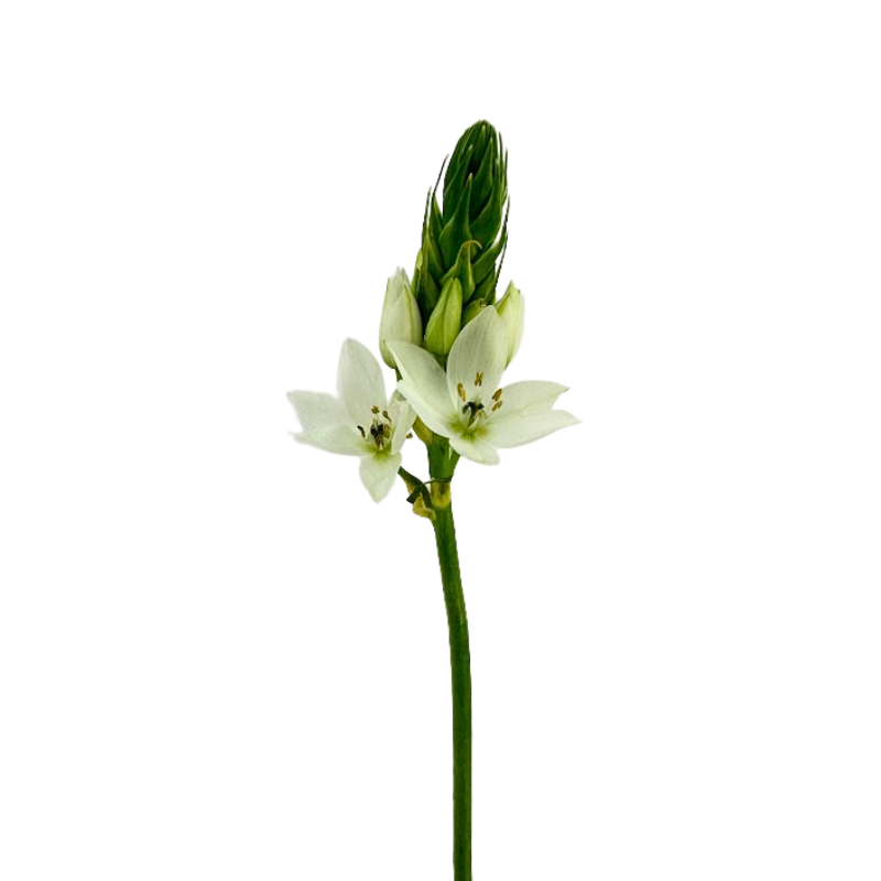 Star of Bethlehem White (10 Stems)