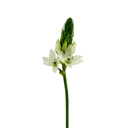 Star of Bethlehem White