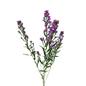 Asters Pink (5 stem bunch)