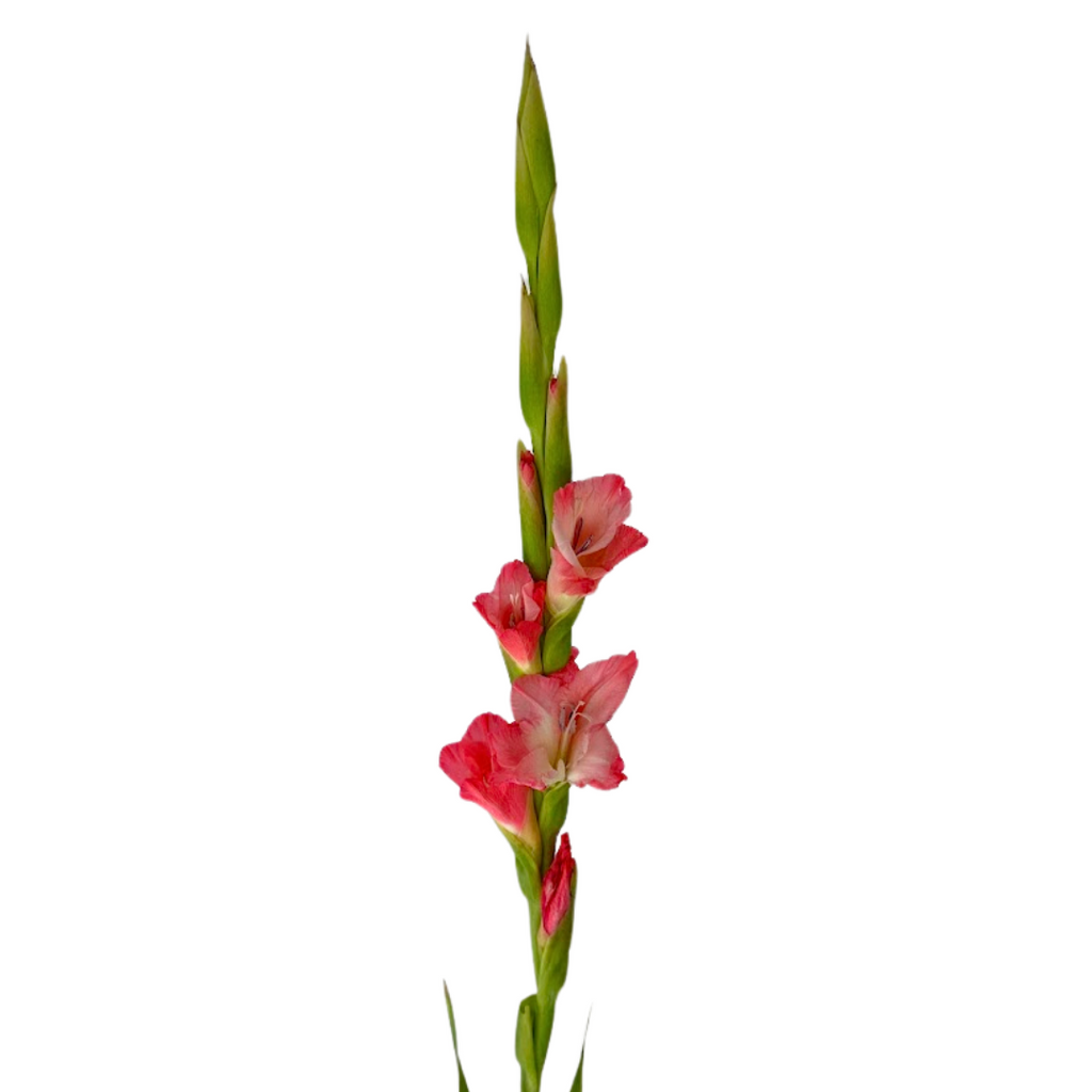 Gladiola Pink (10 stems)