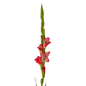 Gladiola Pink (10 stem bunch)
