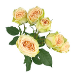 Spray Rose Brilliant Star Capricorn (10 Stem Bunch)