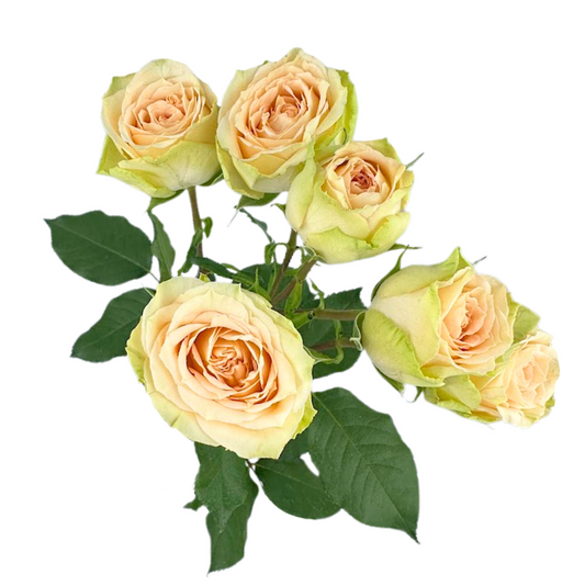 SPRAY ROSE BRILLIANT STAR CAPRICORN (10 STEM BUNCH)