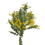 Acacia Mimosa