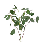 Eucalyptus Silver Dollar (10 stems)