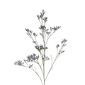 Limonium Purple (10 Stems)