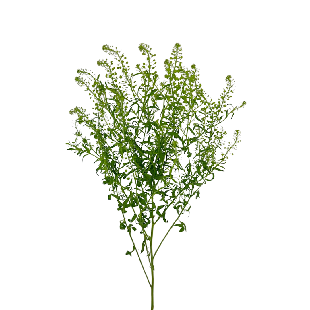 Lepidium (10 Stems)