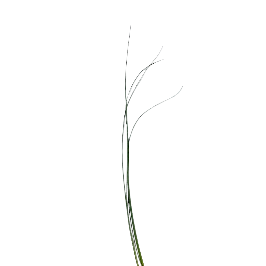 Bear Grass