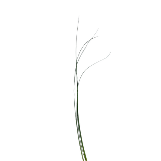 Bear Grass