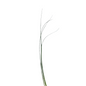 Bear Grass (50 stem bunch)