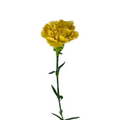 Carnation Gold (25 Stems)