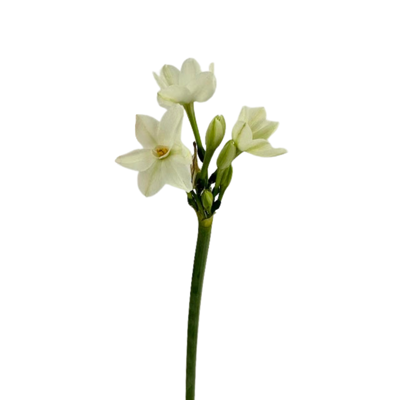 Paperwhite Daffodils (10 Stems)