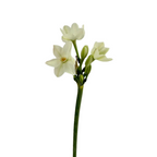 Paperwhite Daffodils (10 Stems)