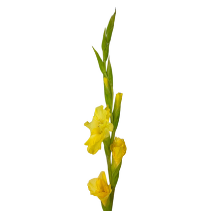 Gladiola Yellow (10 stem bunch)