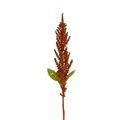 Amaranthus Upright Bronze