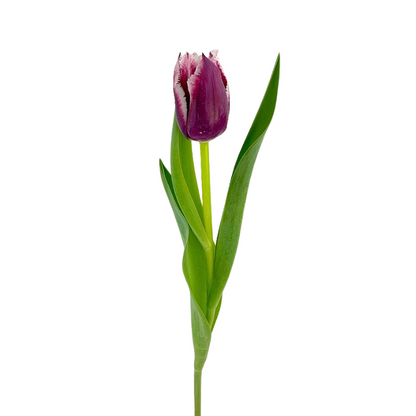 Tulip Frill Bicolor Purple (10 stem bunch)