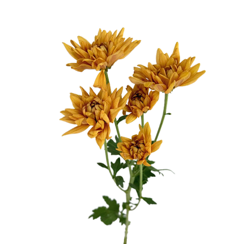 Pompom Cushion Bronze (7 stems)