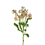 Stock Spray Peach