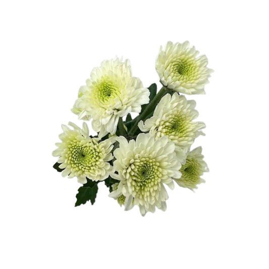 Poms Button White (7 stem bunch)