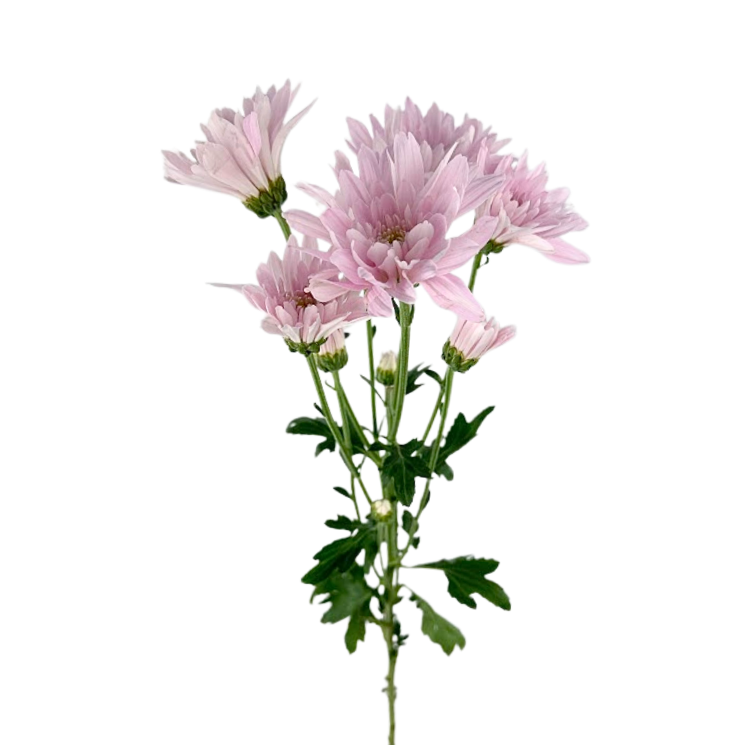 Pompom Cushion Light Pink (7 stems)