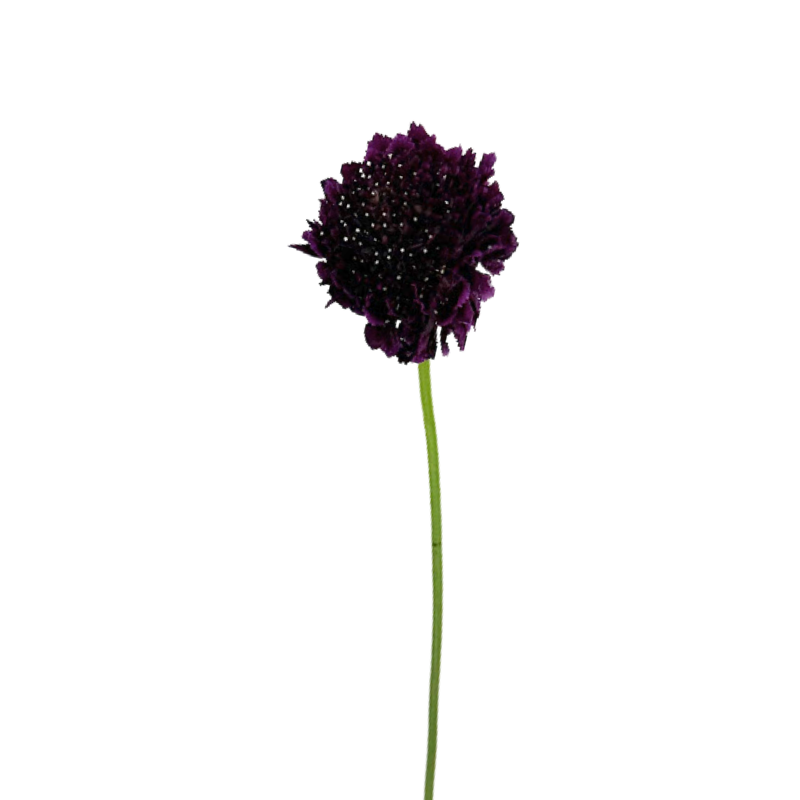 Scabiosa Burgundy (10 stems)