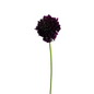 Scabiosa Burgundy (10 stem bunch)