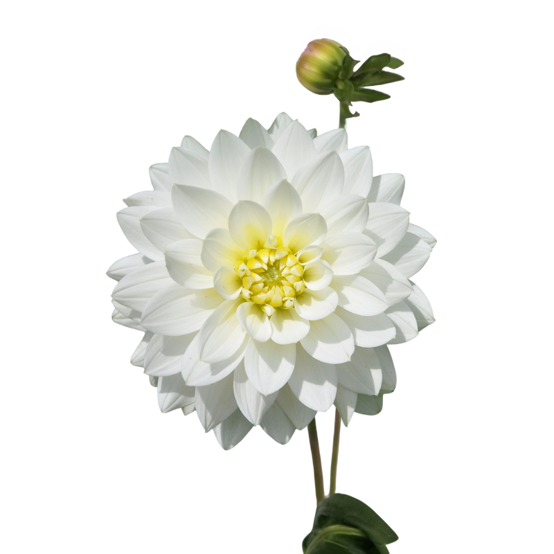 Dahlia White (5 Stems)