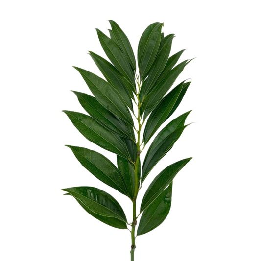 Cocculus (10 stems)