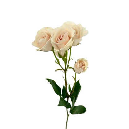 Spray Rose Blush (10 stem bunch)