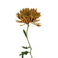 Chrysanthemum Cremone Bronze (10 Stems)