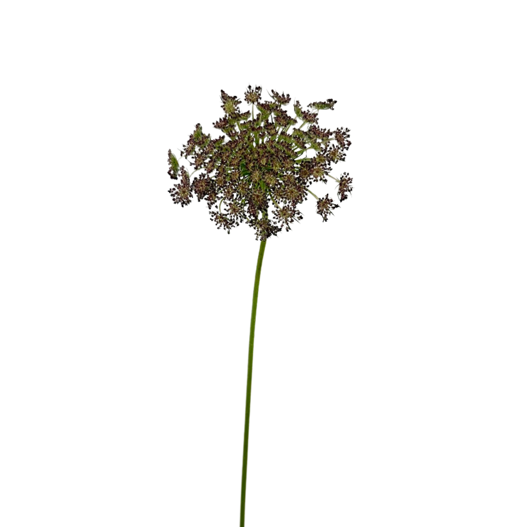 Queen Anne's Lace Chocolate (10 Stems)