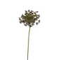 QUEEN ANNE'S LACE CHOCOLATE (10 STEM BUNCH)