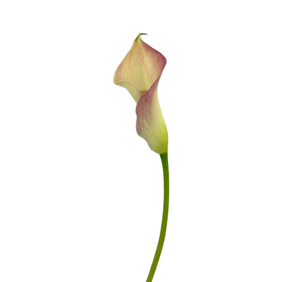 Mini Calla Bicolor Pink (10 Stems)