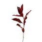 Photinia Red (10 stem bunch)