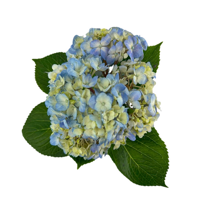 Hydrangea Blue Select (SINGLE STEM)