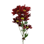 Pompom Daisy Red (7 stems)