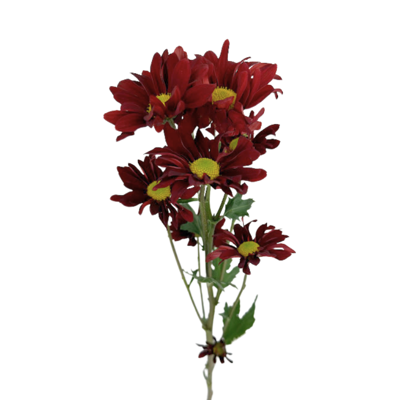 Pompom Daisy Red (7 stems)