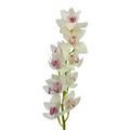 Orchid Cymbidium White (Stem)