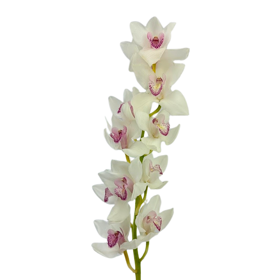 Orchid Cymbidium White (Stem)