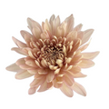 Chrysanthemum Disbud Peach Linette
