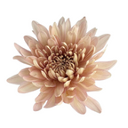 Chrysanthemum Disbud Peach Linette