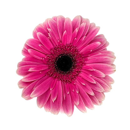 Gerbera Dark Center Hot Pink Bicolor (10 stem bunch)
