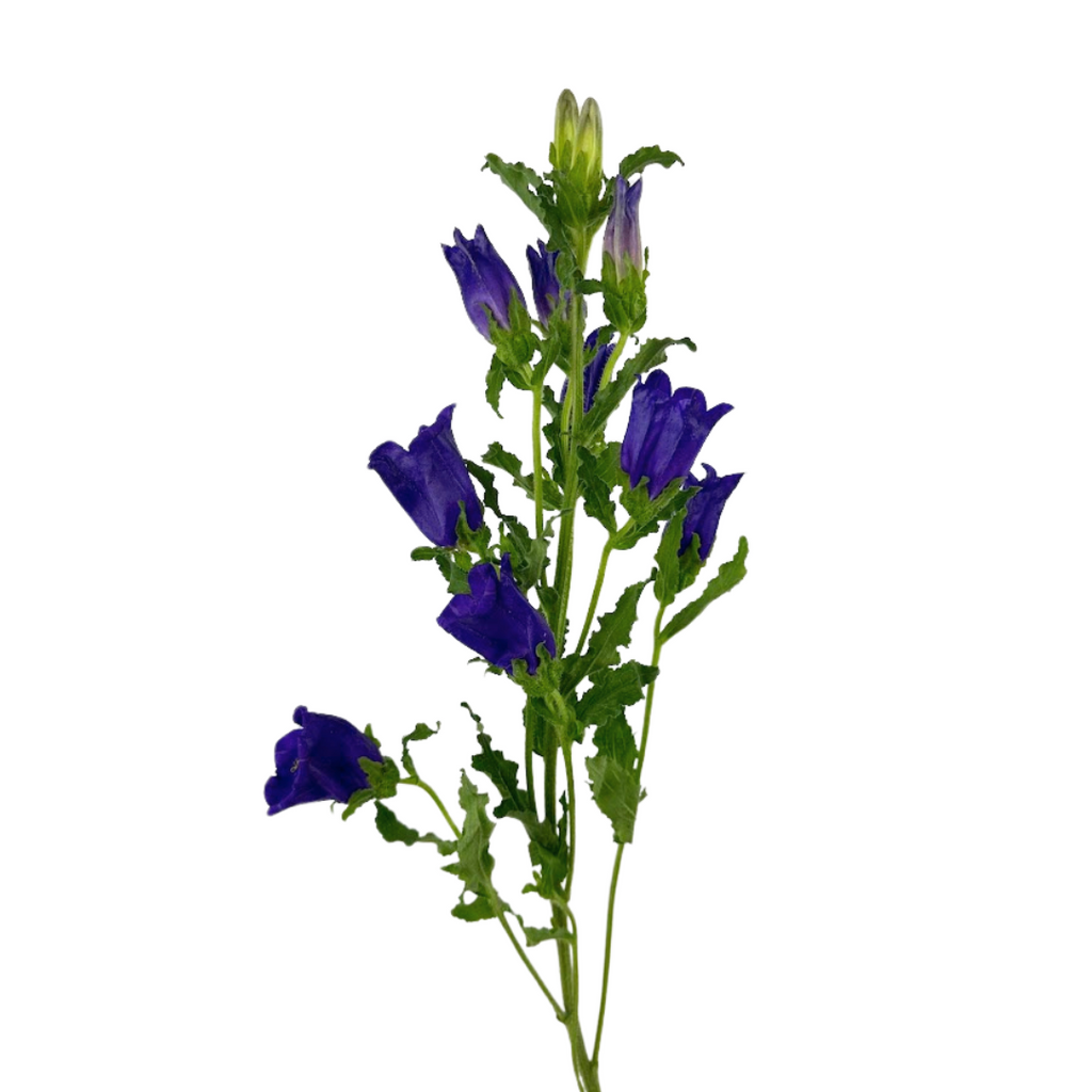 Campanula Purple (5 Stems)