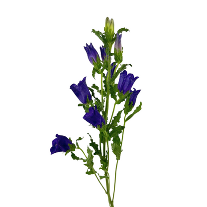 Campanula Purple (5 stem bunch)