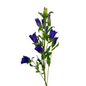 Campanula Purple (5 stem bunch)