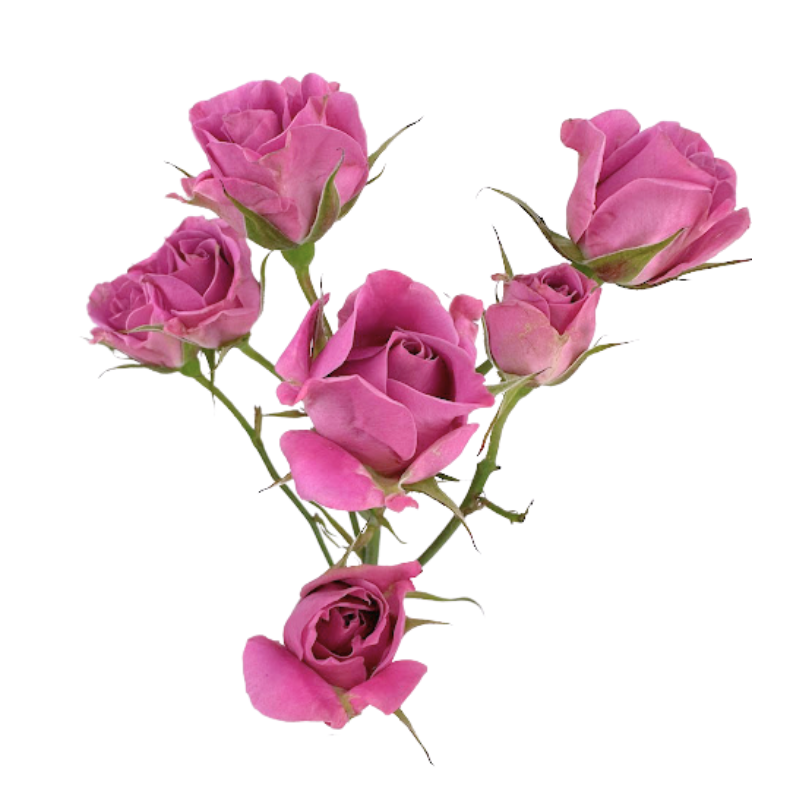 Spray Roses Lavender (10 stems)