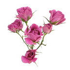 Spray Roses Lavender (10 stems)