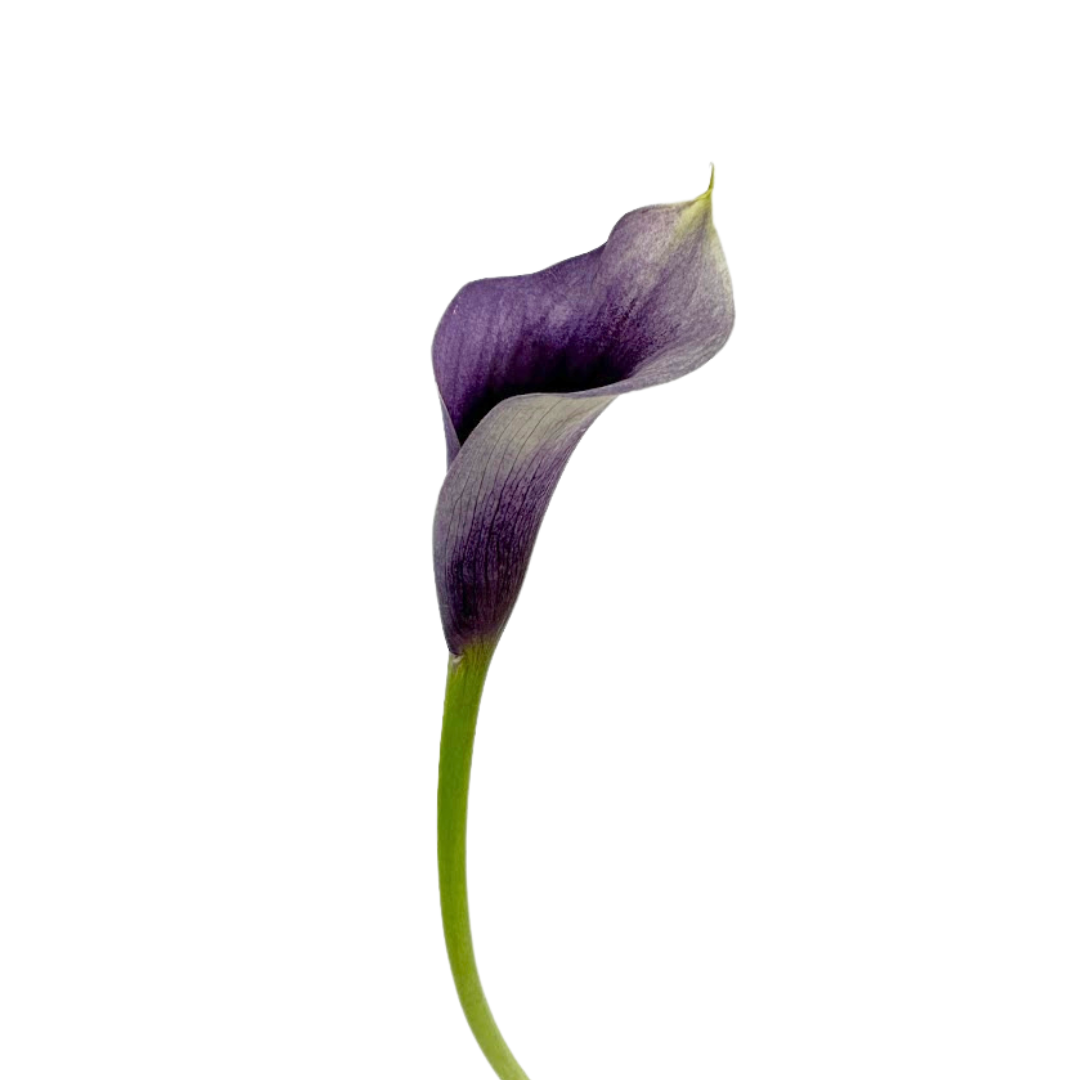 Mini Calla Purple (10 Stems)