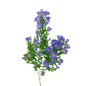 Aster Monte Casino Purple Mardi Gras (3 stem bunch)